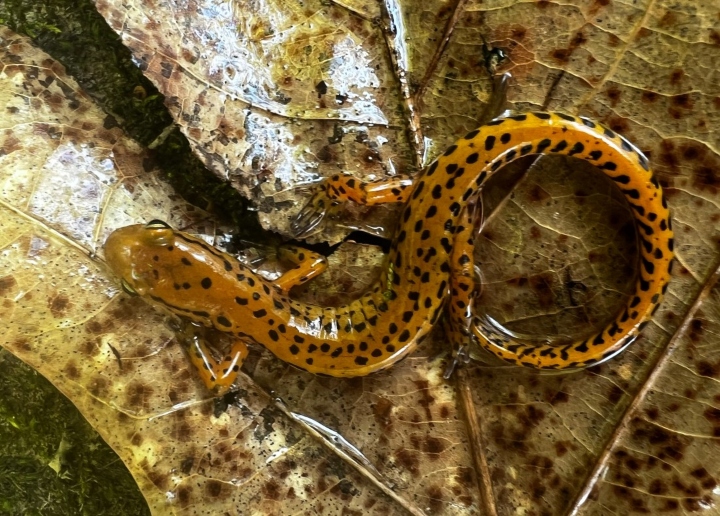 Longtailed Salamander